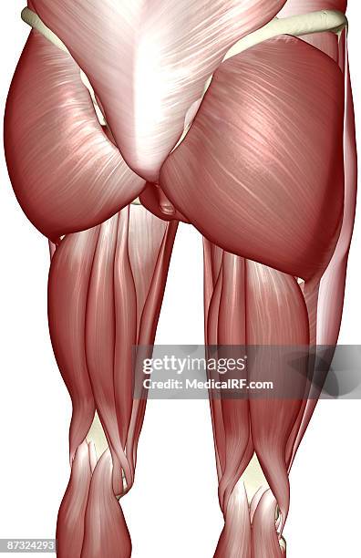 stockillustraties, clipart, cartoons en iconen met the muscles of the lower limb - hamstring anatomy