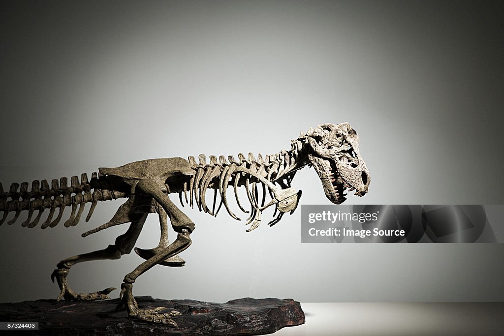 Dinosaur skeleton