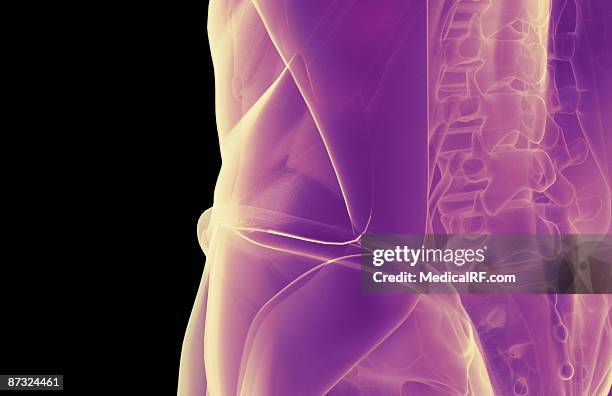 79 Lower Back Muscles Stock Photos High Res Pictures And Images 79 Lower Back Muscles Stock Photos High Res Pictures And Images