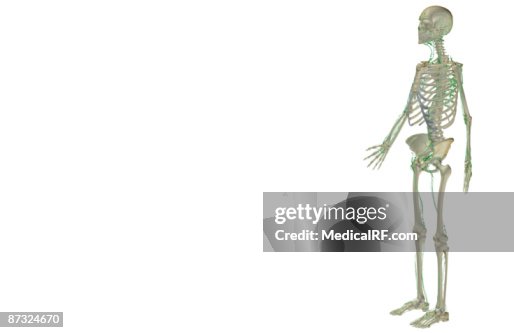 The lymphatic system The lymphatic system