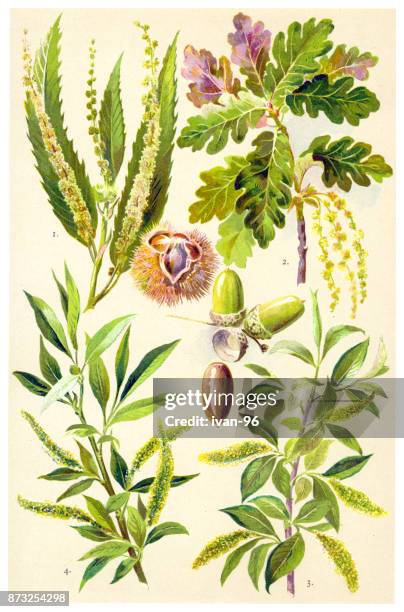medicinal and herbal plants - willow tree stock illustrations