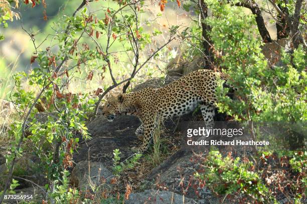 Leopard in the Pilanesberg National Park before the third round of the Nedbank Golf Challenge at Gary Player CC on November 11, 2017 in Sun City,...