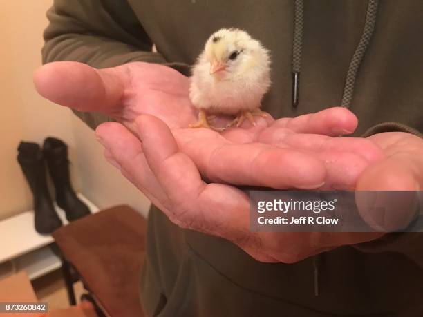 one day old chick in a rancher’s hand - day old chicks stock pictures, royalty-free photos & images