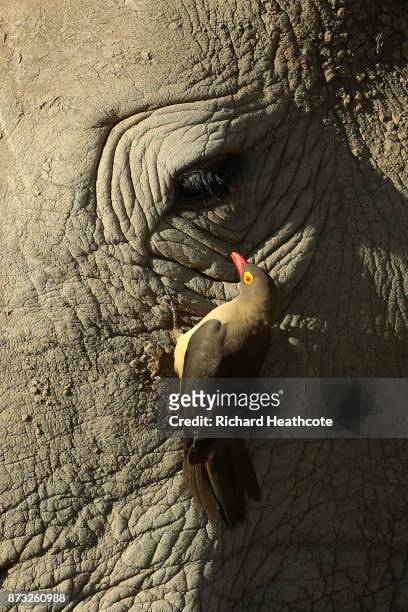 Red-billed Oxpecker cleans a White Rhino in the Pilanesberg National Park before the third round of the Nedbank Golf Challenge at Gary Player CC on...