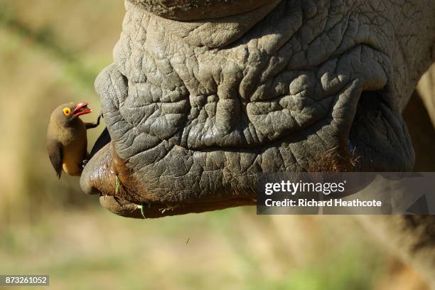 Red-billed Oxpecker cleans a White Rhino in the Pilanesberg National Park before the third round of the Nedbank Golf Challenge at Gary Player CC on...