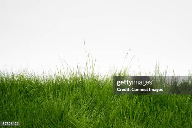 grass - gras stock-fotos und bilder