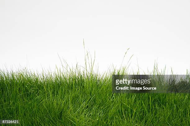 grass - grass stock pictures, royalty-free photos & images