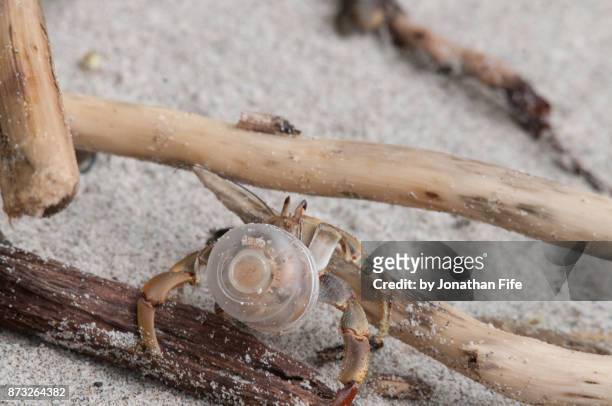 hermit crab in plastic - hermit crab stock pictures, royalty-free photos & images