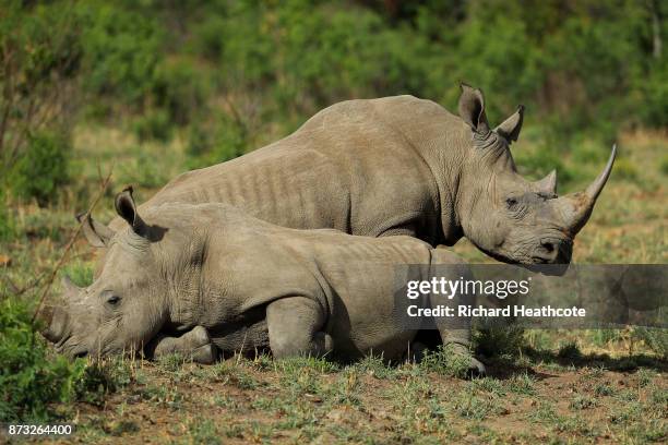White Rhino in the Pilanesberg National Park before the third round of the Nedbank Golf Challenge at Gary Player CC on November 11, 2017 in Sun City,...