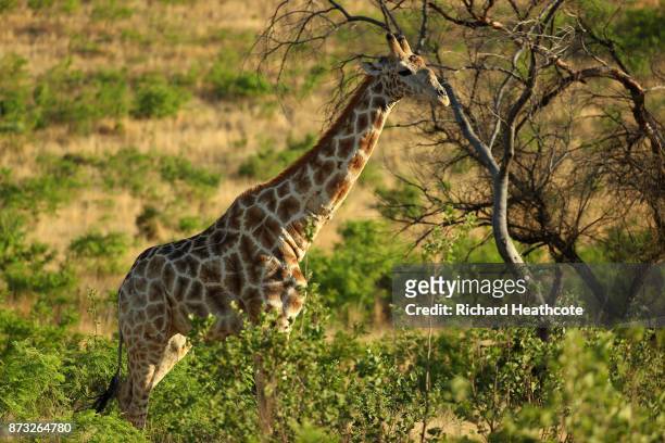 Giraffe in the Pilanesberg National Park before the third round of the Nedbank Golf Challenge at Gary Player CC on November 11, 2017 in Sun City,...