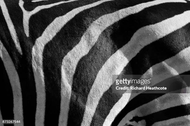 Zebra in the Pilanesberg National Park before the third round of the Nedbank Golf Challenge at Gary Player CC on November 11, 2017 in Sun City, South...