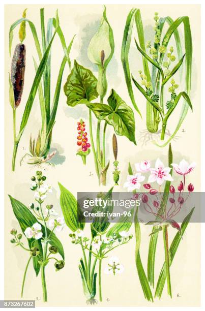 medicinal and herbal plants - flowering rush stock illustrations