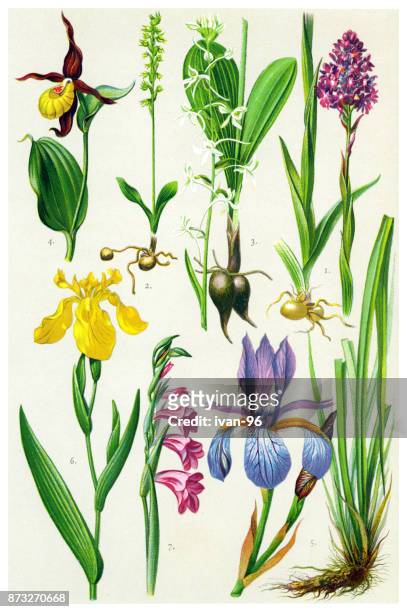 ilustraciones, imágenes clip art, dibujos animados e iconos de stock de plantas medicinales y hierbas - orquidea salvaje