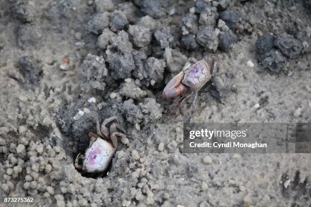 fiddler crabs - winkerkrabbe stock-fotos und bilder