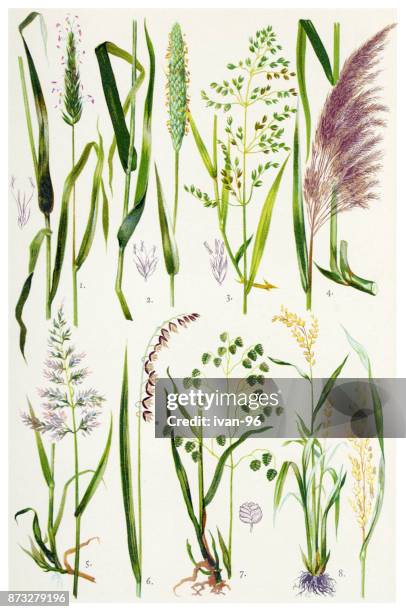 medicinal and herbal plants - asian rice stock illustrations