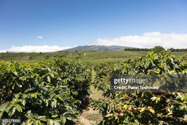 coffee plantation at the footsteps of volcano poas, costa rica - plantación fotografías e imágenes de stock