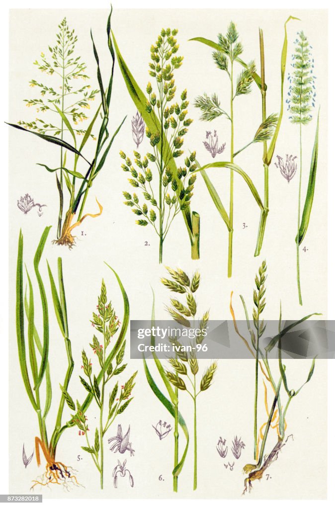 Medicinal and Herbal Plants