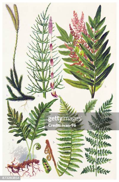 ilustraciones, imágenes clip art, dibujos animados e iconos de stock de plantas medicinales y hierbas - helecho