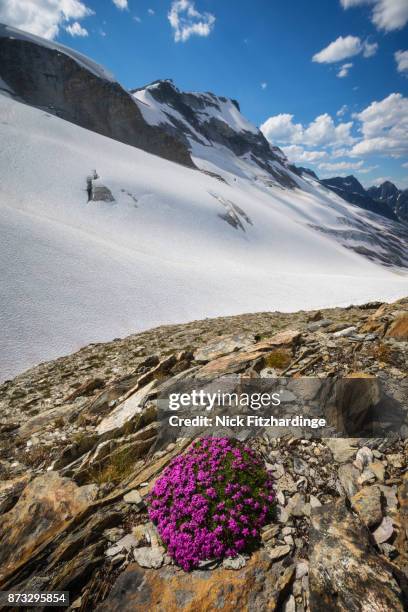 moss campion, silene acualis growing at asulkan pass, glacier national park, british columbia, canada - climate resilience stock pictures, royalty-free photos & images