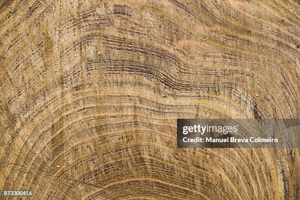 wooden texture - eichenholz stock-fotos und bilder