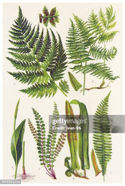 medicinal and herbal plants - pteridium aquilinum stock illustrations