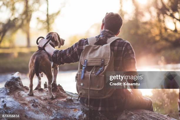 dás-me - autumn dog - fotografias e filmes do acervo