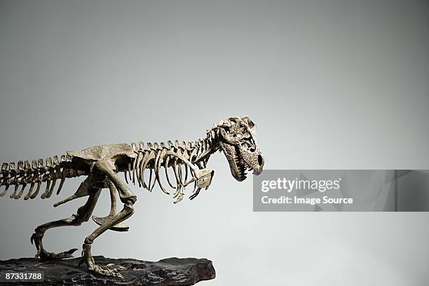 dinosaur skeleton - dinosaur skeleton stock pictures, royalty-free photos & images