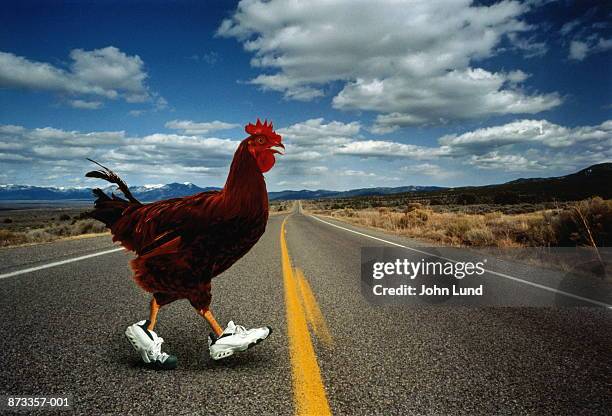 chicken wearing trainers, walking across road (digital composite) - animal themes stock pictures, royalty-free photos & images