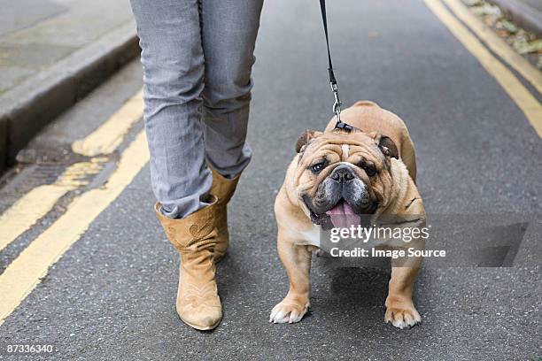 bulldog and owner - bulldog photos et images de collection