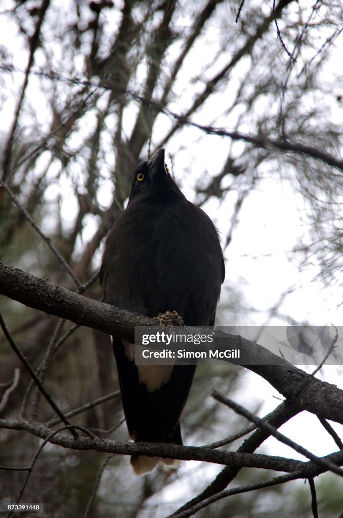 Pied Currawong (Strepera graculina) perching on a tree branch on Mount Ainslie, Canberra, Australian Capital Territory, Australia