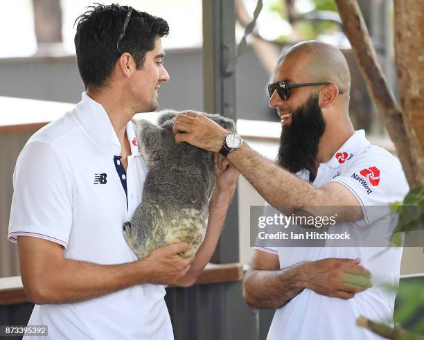 Alastair Cook of England holds a koala as Moeen Ali pats it during the England media opportunity on November 13, 2017 at Billabong Sanctuary in...