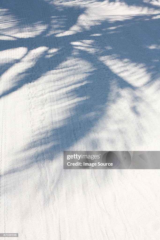 Shadow of palm leaves