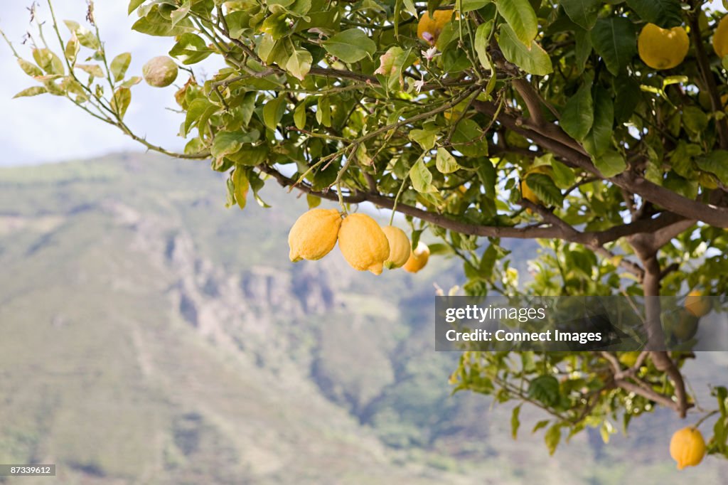 Lemon tree on island of salina