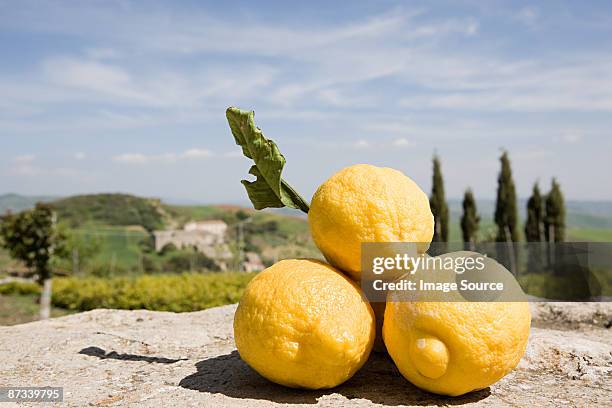 sicilian lemons - zitronen feld stock-fotos und bilder