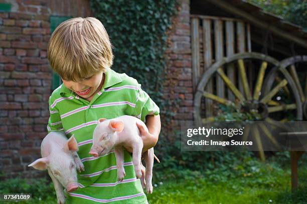 boy carrying piglets - keutje stockfoto's en -beelden