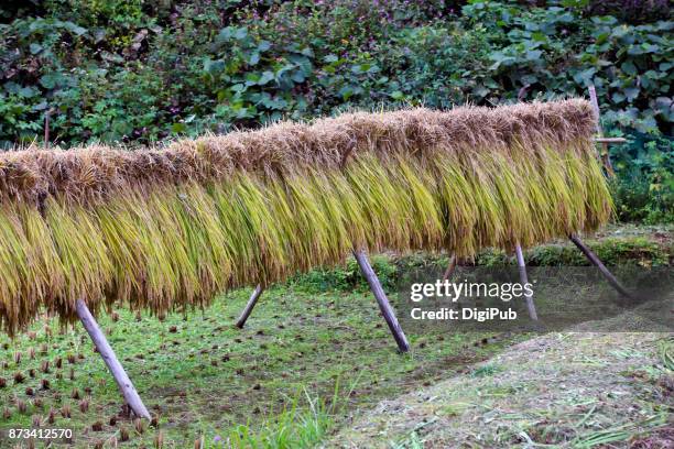drying rice ears in rice paddy - ibaraki prefecture photos et images de collection