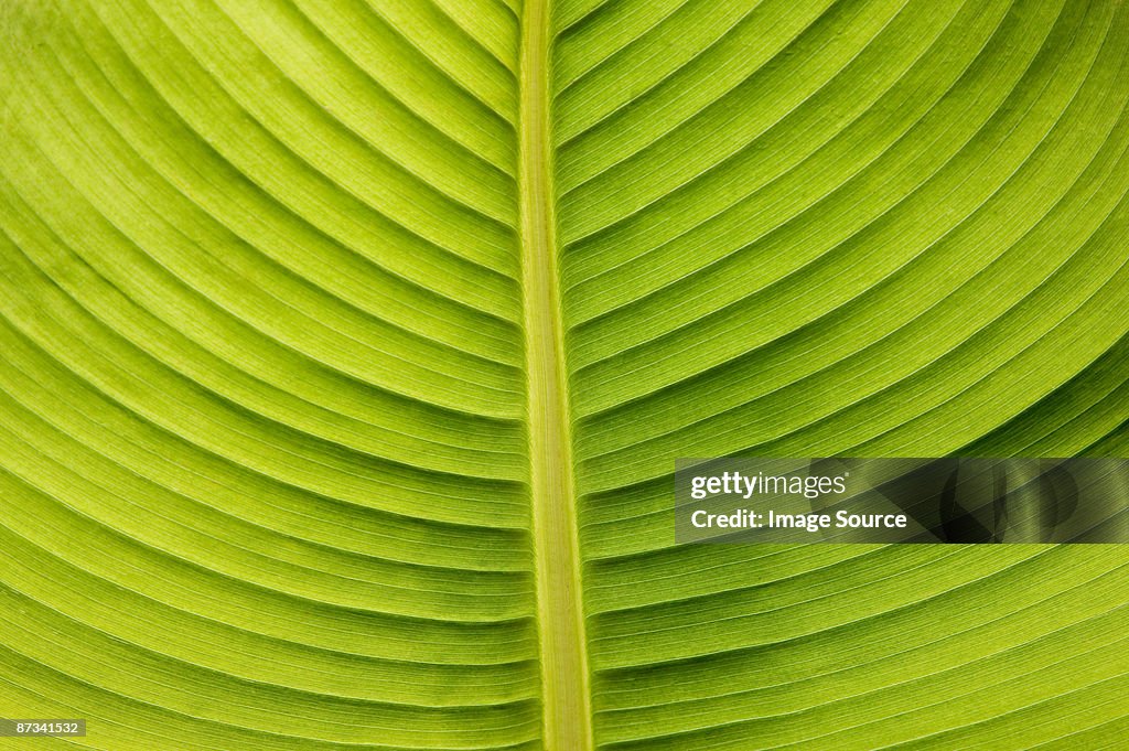 Close up of a leaf