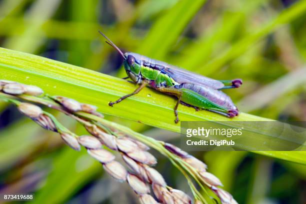 grasshopper on rice leaf in rice paddy - grasshopper ストックフォトと画像