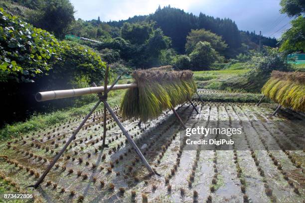 drying rice in rice paddy - ibaraki stock pictures, royalty-free photos & images