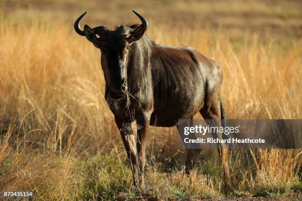 Wildebeest in the Pilanesberg National Park before the third round of the Nedbank Golf Challenge at Gary Player CC on November 11, 2017 in Sun City,...