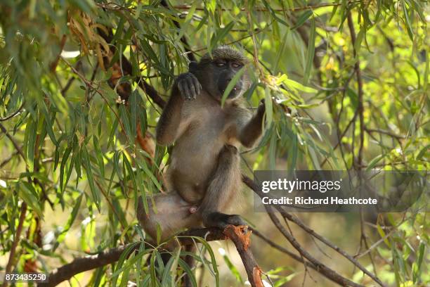 Baboon in the Pilanesberg National Park before the third round of the Nedbank Golf Challenge at Gary Player CC on November 11, 2017 in Sun City,...