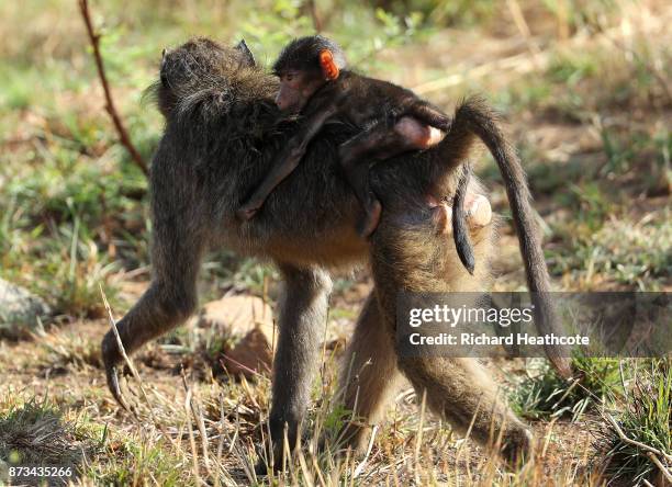 Baboon in the Pilanesberg National Park before the third round of the Nedbank Golf Challenge at Gary Player CC on November 11, 2017 in Sun City,...