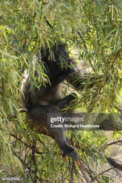 Baboon in the Pilanesberg National Park before the third round of the Nedbank Golf Challenge at Gary Player CC on November 11, 2017 in Sun City,...