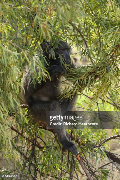 Baboon in the Pilanesberg National Park before the third round of the Nedbank Golf Challenge at Gary Player CC on November 11, 2017 in Sun City,...