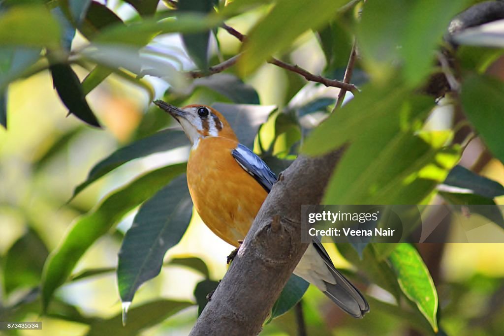 The Orange-Headed Thrush on a tree/Nagpur