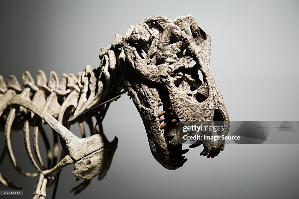 Dinosaur skeleton