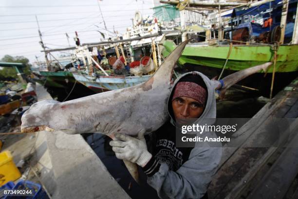 Staff carries a shark, fished from Indonesian waters, to send them Muara Angke fish market inJakarta, November 13, 2017. Although most species of...