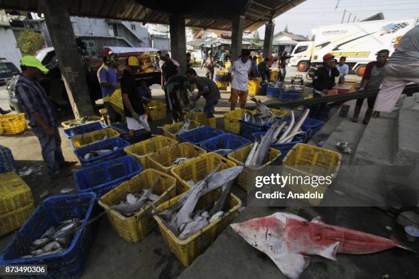 Staffs dispatch the sharks, fished from Indonesian waters, to send them Muara Angke fish market inJakarta, November 13, 2017. Although most species...