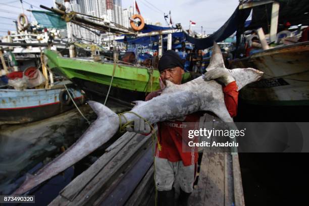 Staff carries a shark, fished from Indonesian waters, to send them Muara Angke fish market inJakarta, November 13, 2017. Although most species of...