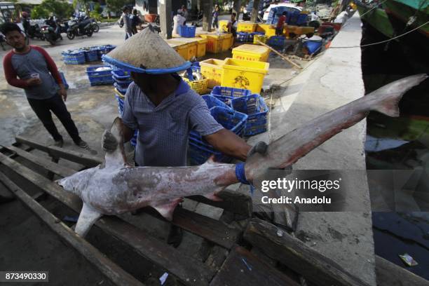 Staff carries a shark, fished from Indonesian waters, to send them Muara Angke fish market inJakarta, November 13, 2017. Although most species of...